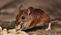 24 Hour & Emergency Exterminators in Gwynedd Vly, PA